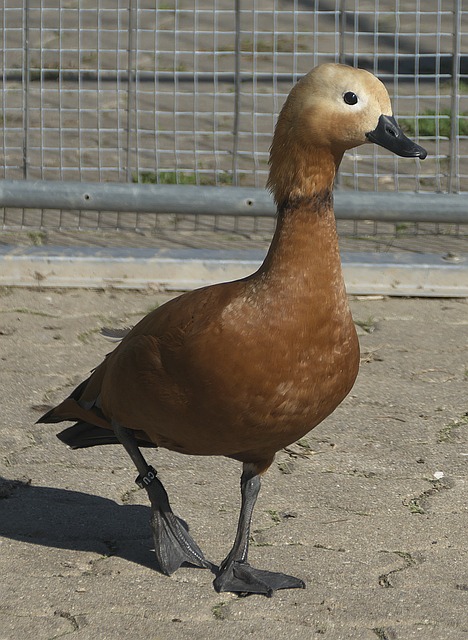意愿